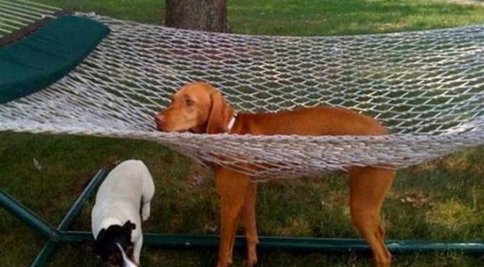 Estos animales no tienen un buen día (Parte I)