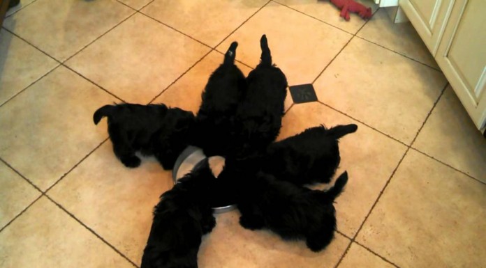 Estos perritos no pueden esperar a tener ¡su ración de leche!