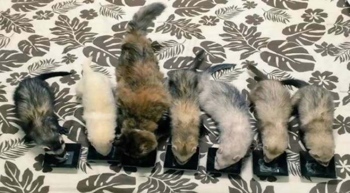 Gato y hurones ¡amor eterno!