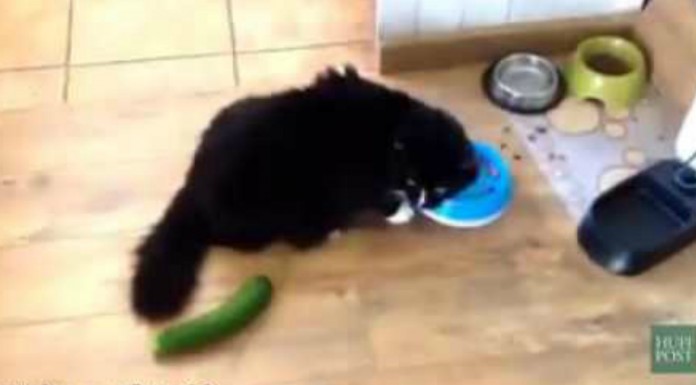 Gatos vs pepinos