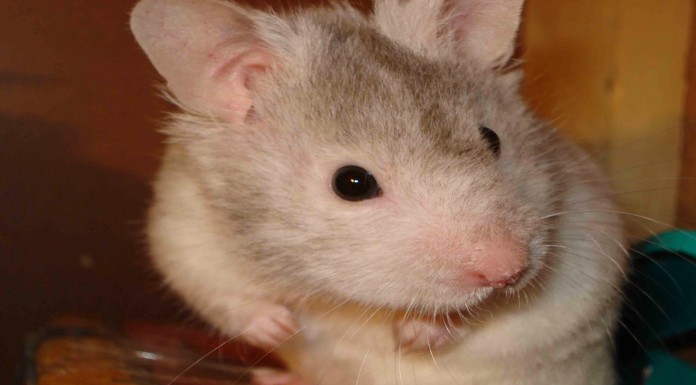 Ha llegado el frío y este hámster ¡lo sabe!