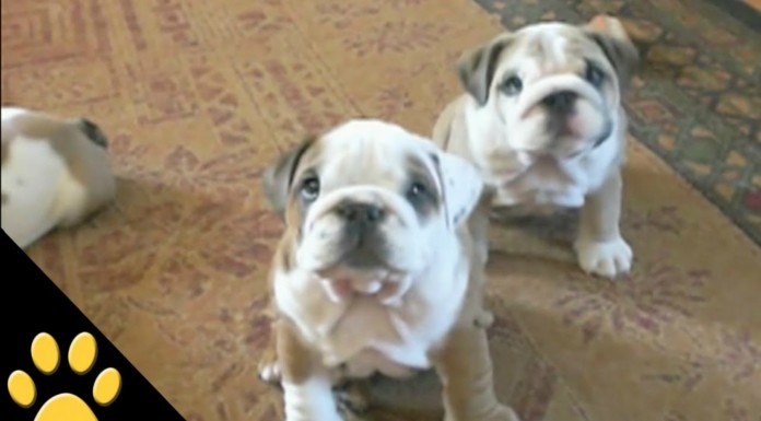 Los mejores vídeos de bulldogs