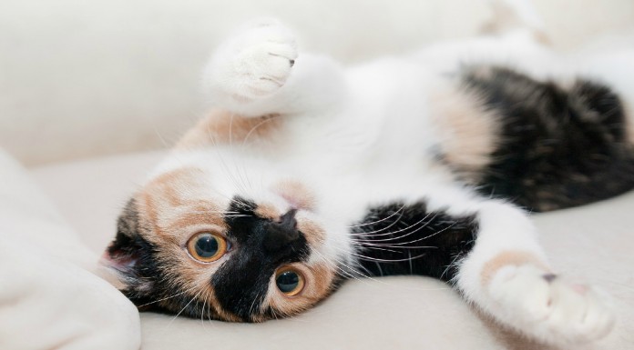 Los mejores vídeos de gatos ¡que podrás ver!