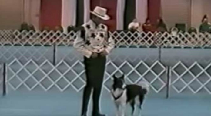 Perro bailando ¡muy divertido!