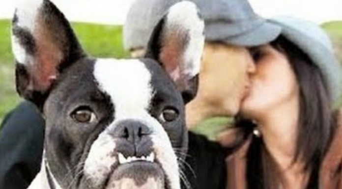 Perros ¡celosos de sus amos!