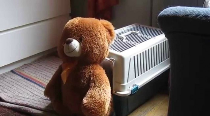 Quiero que mi peluche ¡esté conmigo!