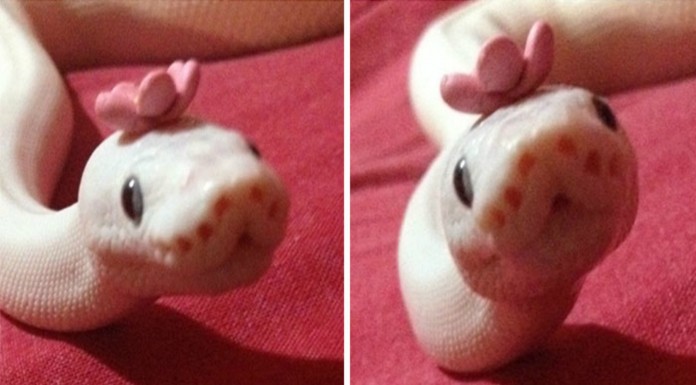 Serpientes ¡con sombrero! (Parte I)