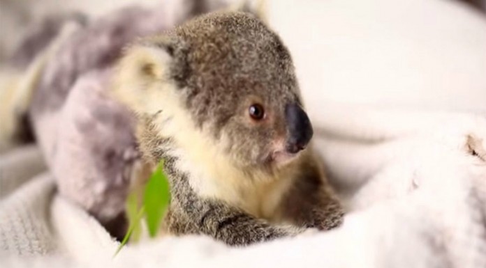 Un bebé koala ¡muy adorable!