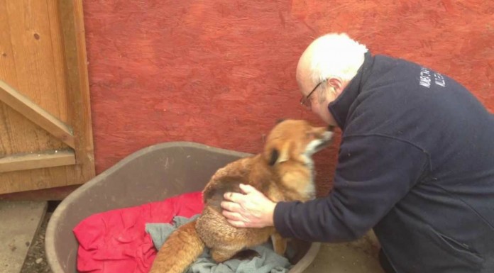 Un zorro ¡muy agradecido!