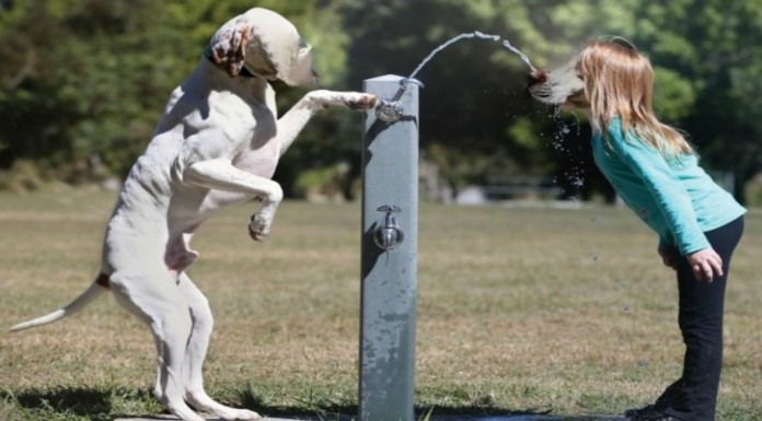 Una niña y un perro ¡photoshopeados!