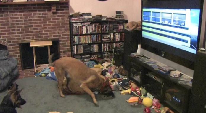 Una película y un perro ¡divertidísimo!