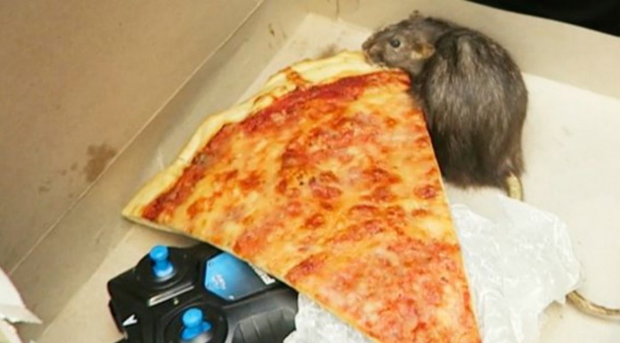Una rata y una pizza ¡broma increíble!