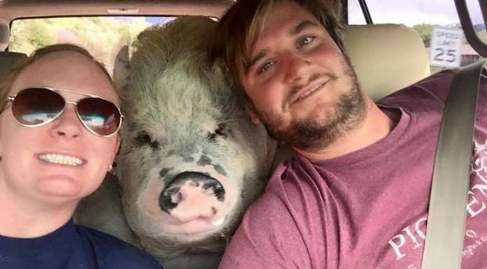 Ziggy, el cerdito famoso