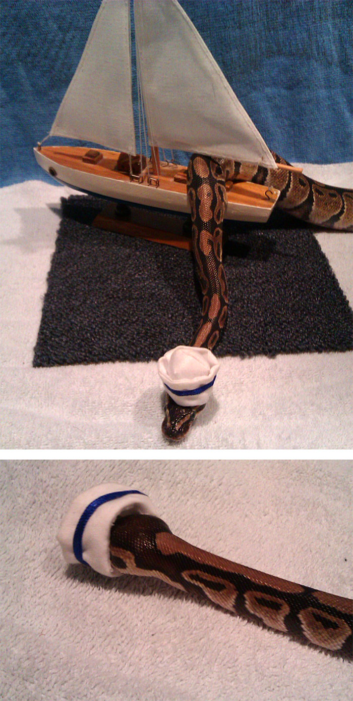 serpientes-llevando-sombrero-10