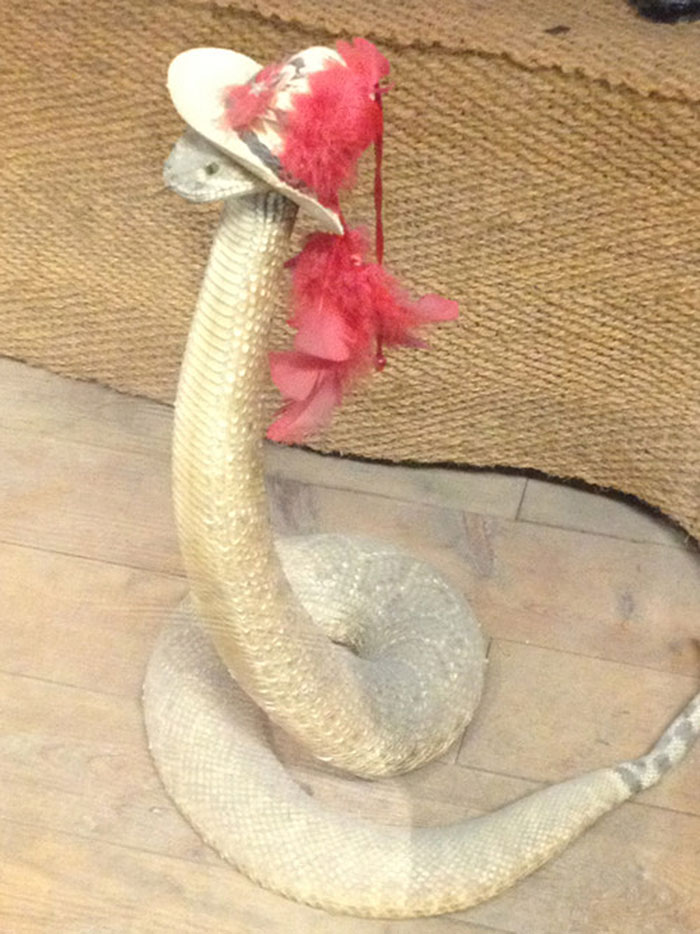 serpientes-llevando-sombrero-3