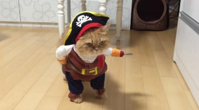 ¡El gato pirata!