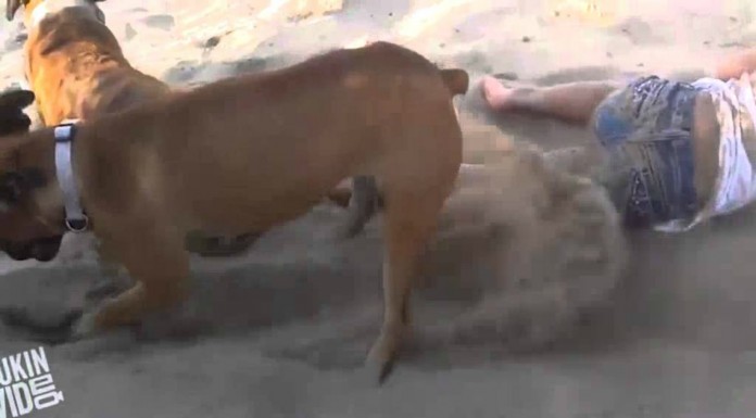 ¡Nunca te metas con tu perro!