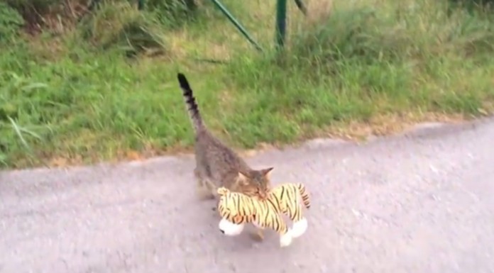 ¡Yo también quiero un juguete!