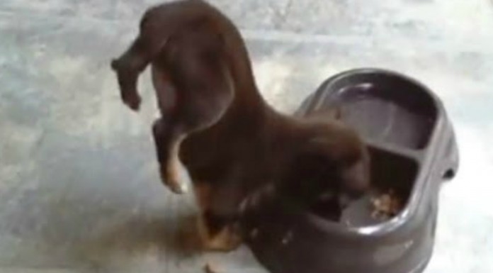 Animales que se ponen a dos patas para comer