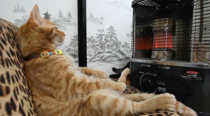 Así es un domingo gatuno