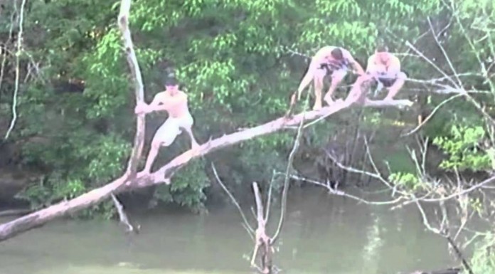 Cuando los árboles te trolean pasan cosas ¡como estas!