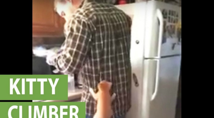 Cuando tu gato quiere llamar la atención…