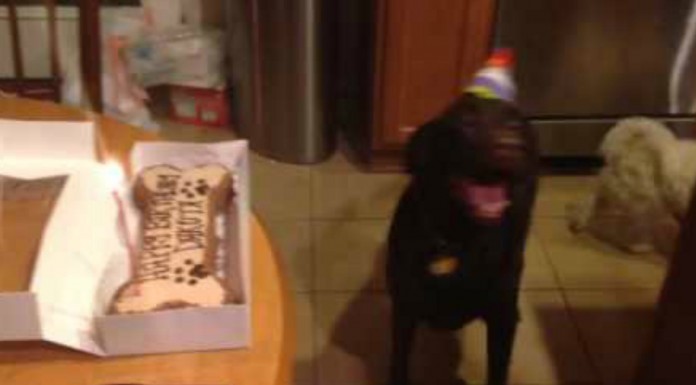 El feliz cumpleaños de este perro lo hace ¡muy feliz!