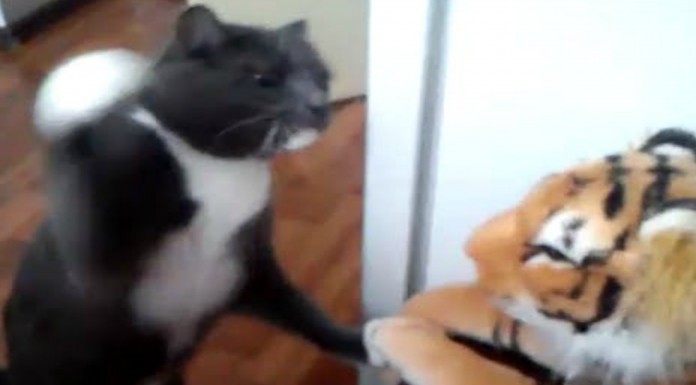El gato que se peleó con un tigre…