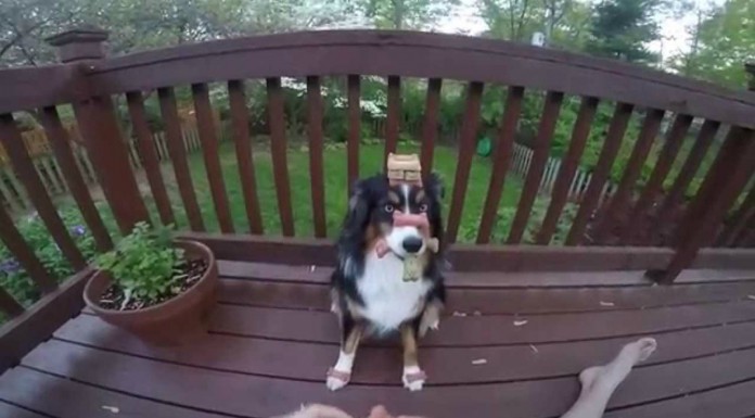 El perro con más paciencia del mundo