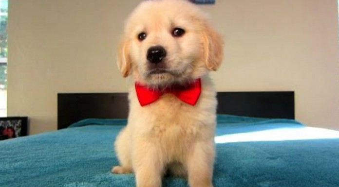 El primer año de vida de un Golden Retriever