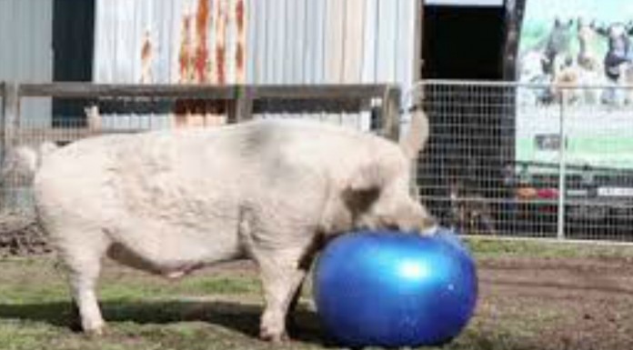 El regalo de Navidad ¡de este cerdito!