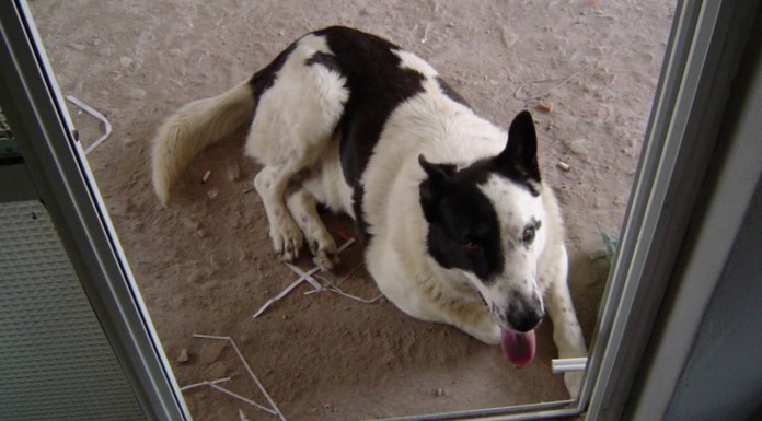 Enseñándole un truco ¡a su perro!