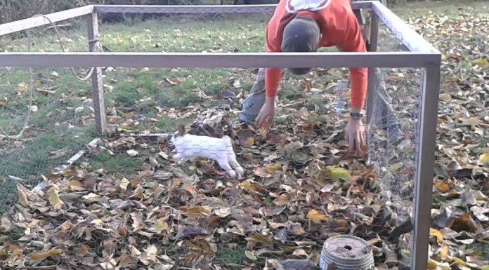 Este conejo se divierte ¡con unas hojas!