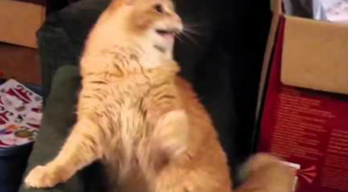 Este gato ¡no entiende la Navidad!