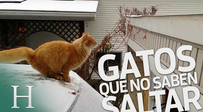 Estos gatos ¡son muy torpes!