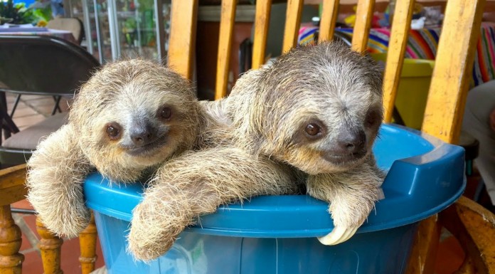 Estos osos perezosos son ¡muy adorables!