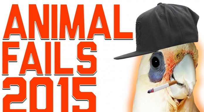 Fails ¡de animales!