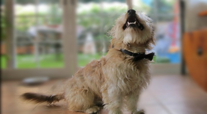 Feliz ¡por el acordeón!