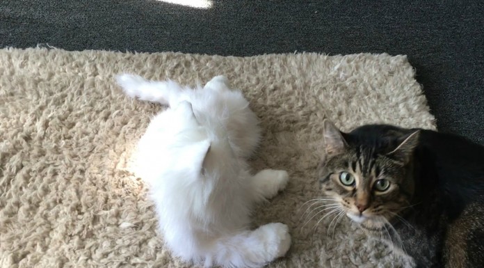 Gatos vs gatos robot