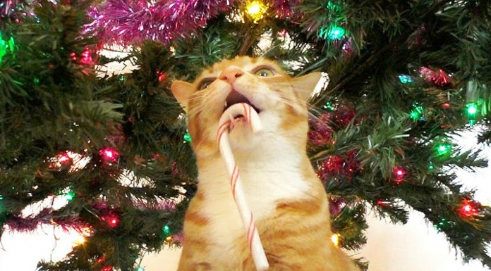 Gatos y Navidad ¡situaciones habituales!