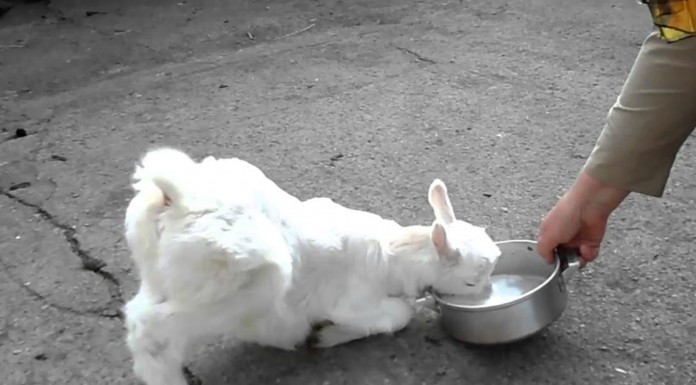 La cabrita superfeliz