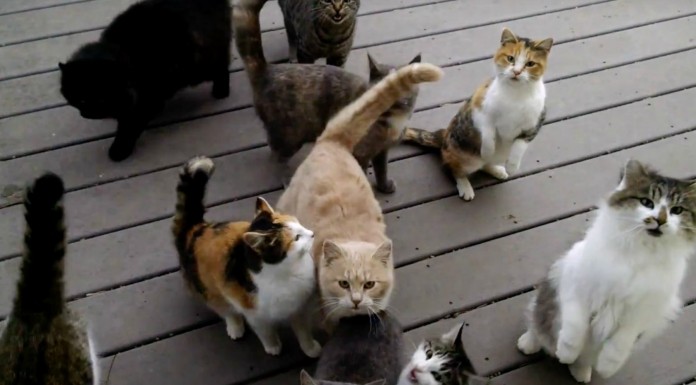 La casa de este hombre suena así cada mañana