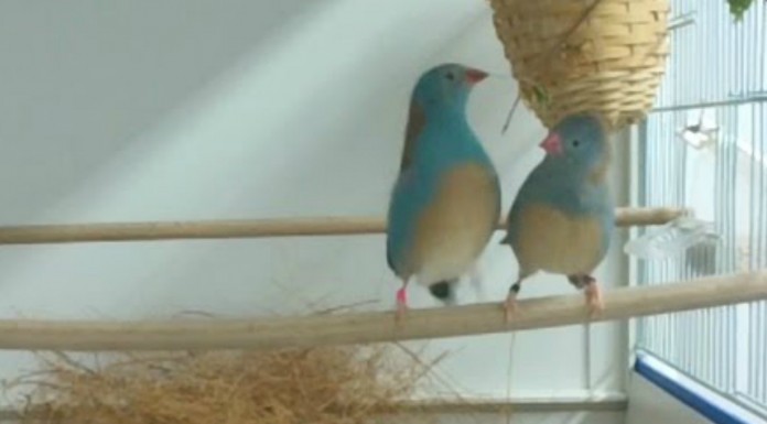 La danza de cortejo de este pajarito ¡te encantará!