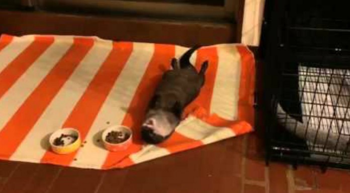 La pereza es una arte que se tiene que cultivar