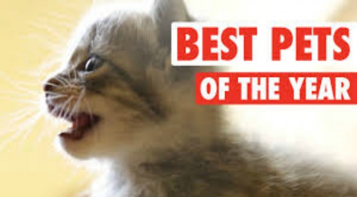 La recopilación de animales ¡más adorable!