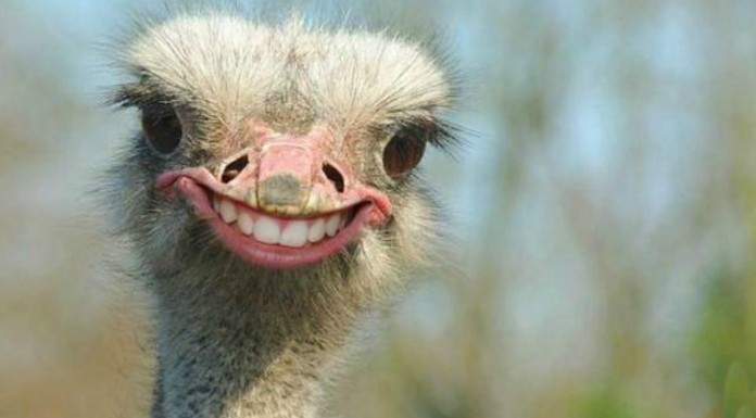 Los animales más simpáticos que verás hoy (Parte I)