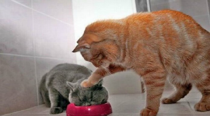 Los animales más simpáticos que verás hoy (Parte II)