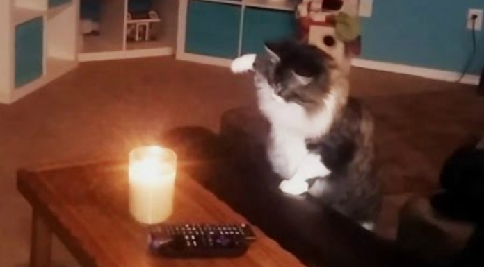 Los gatos y las velas, ¿qué les pasa?