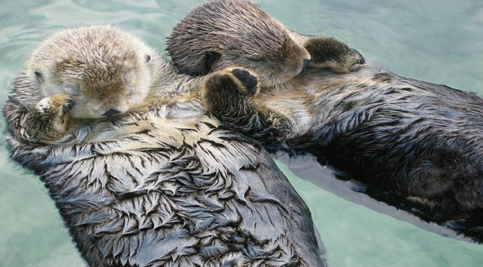 Nutrias que te enamorarán