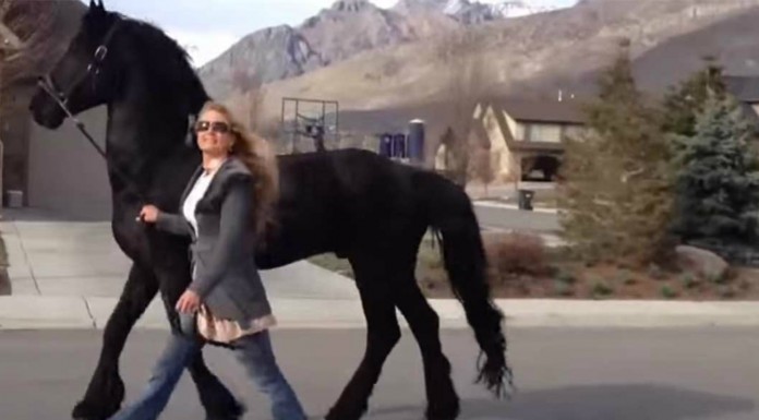 Paseando ¡a un caballo!